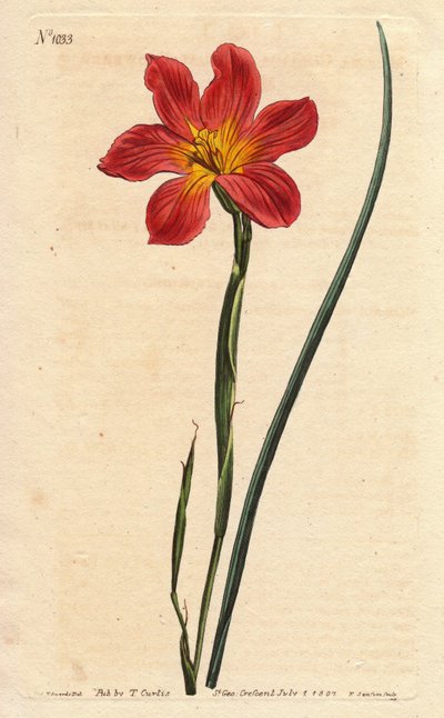 Cape tulip, moraea has flowering straw and pink salmon. Straw coloured equal flowered moraea, salmon pink and yellow Cape Tulip. Homeria collina. Illustration by Sydenham Edwards from William Curtis
