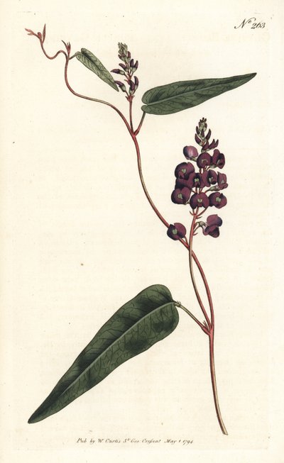 Caulinia bimaculata (Purple glycine, Glycine bimaculata). Illustration by Sydenham Edwards from William Curtis