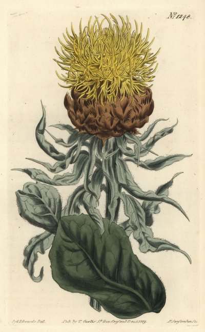 Giant Knapweed by Sydenham Teast Edwards