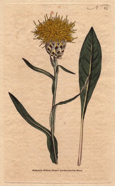 Woad leaved centaurea with yellow fluffy flowers by Sydenham Teast Edwards