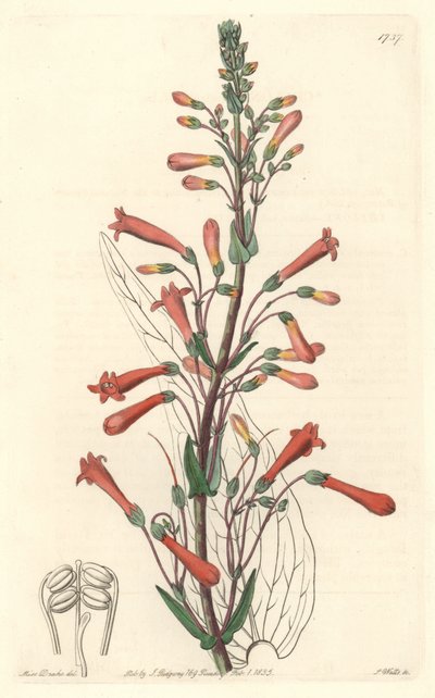 Chelone (or Galane) with Valerian Leaves, Native to California - S. Watts Strong Water from an Illustration by Sarah Anne Drake, from the Botanical Register by Sydenham Teast Edwards
