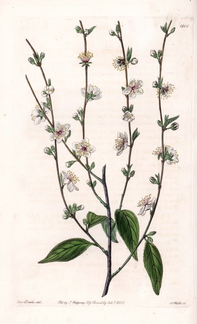 Cherry tree - Engraved board by S. Watts, from an illustration by Sarah Anne Drake, from the Botanical Register of Sydenham Edwards, England by Sydenham Teast Edwards