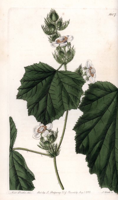 Chestnut vine by Sydenham Teast Edwards