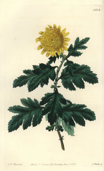 Chinese Chamomile or Indian Chrysanthemum - Double Yellow Indian Chrysanthemum by Sydenham Teast Edwards