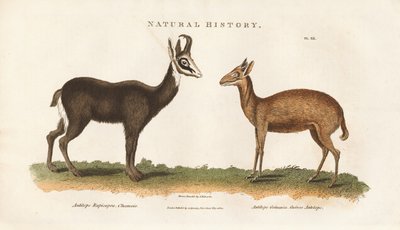 Chinese and Guinea Antelope by Sydenham Teast Edwards