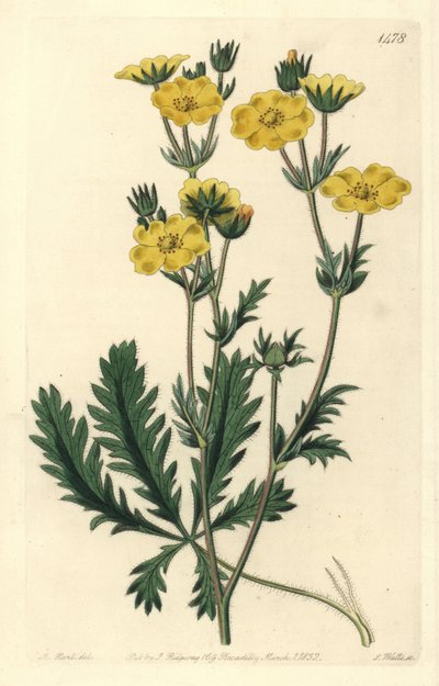 Jagged-leaved Cinquefoil, Potentilla Laciniosa. Handcoloured Copperplate Engraving by S. Watts after an Illustration by M. Hart from Sydenham Edwards