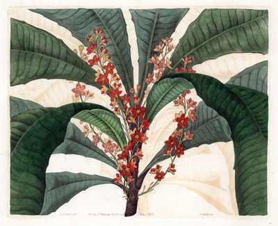 Clavija Variety by Sydenham Teast Edwards
