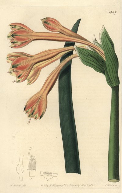 Tawny Coburgia by Sydenham Teast Edwards
