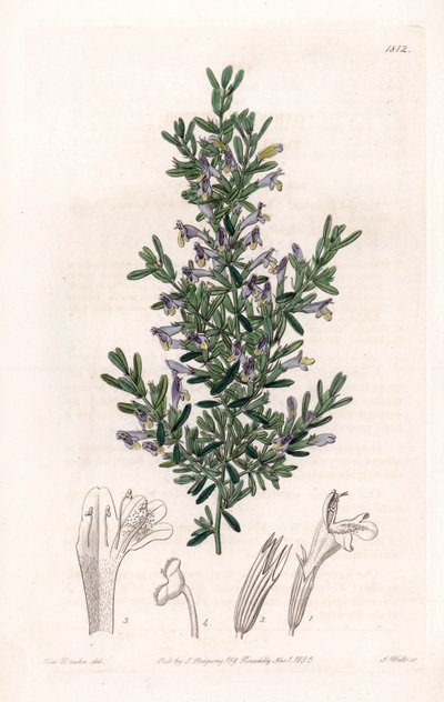 Clinopodium Variete by Sydenham Teast Edwards