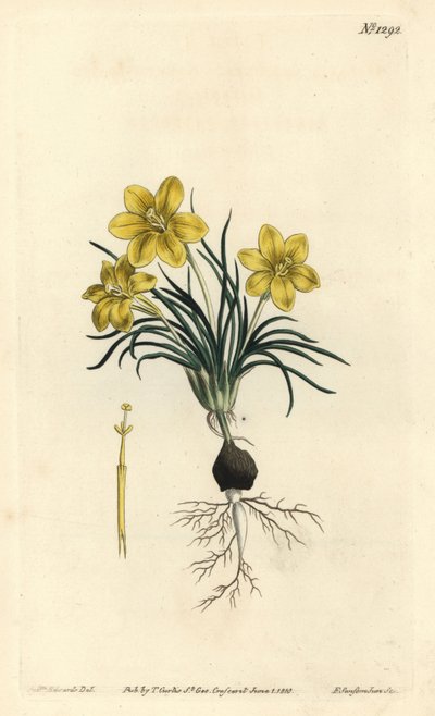 Clockflower from William Curtis