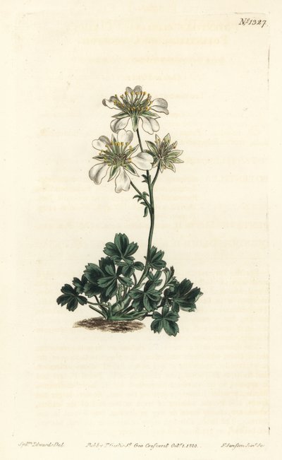 Clusius Cinquefoil by Sydenham Teast Edwards