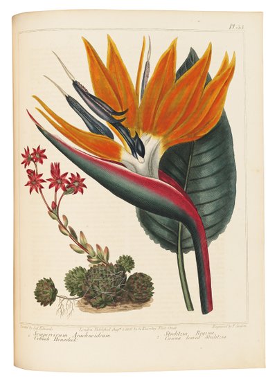 Cobweb Houseleek and Canna Leaved Strelitzia by Sydenham Teast Edwards