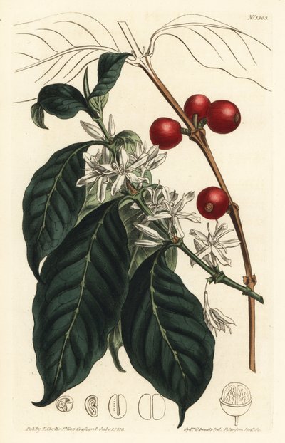 Coffee maker arabica - Coffee tree, Coffea arabica. Handcoloured copperplate engraving by F. Sansom Jr. after an illustration by Sydenham Edwards from William Curtis
