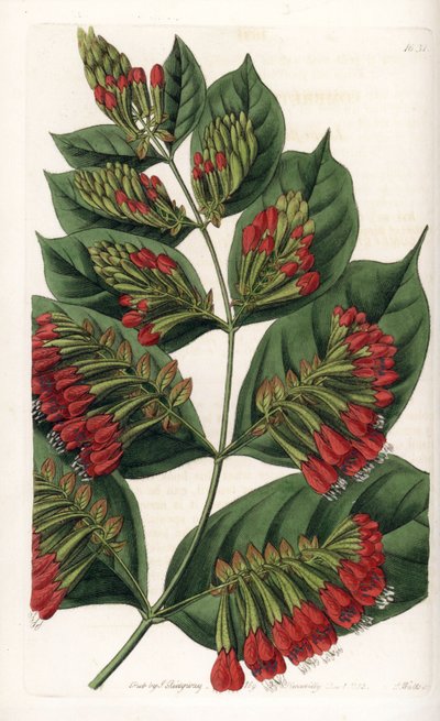 Combretum Variete, Red Flower Graphips - Engraved by S.Watts, from an illustration by Sarah Anne Drake, from the Botanical Register of Sydenham Edwards by Sydenham Teast Edwards