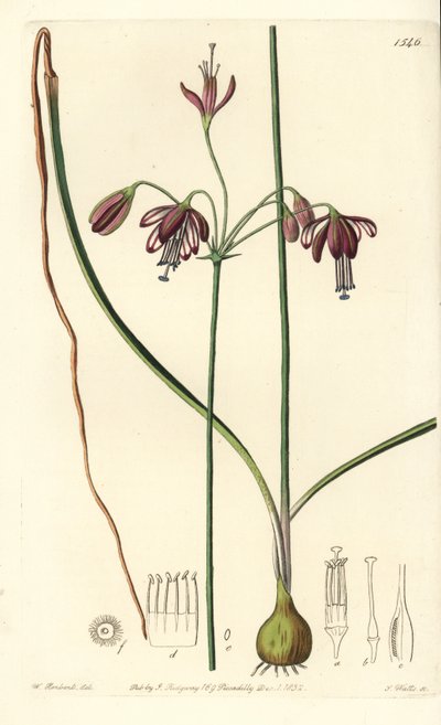 Coral Drops, Bessera Elegans. Handcoloured Copperplate Engraving by S. Watts after an Illustration by William Herbert from Sydenham Edwards
