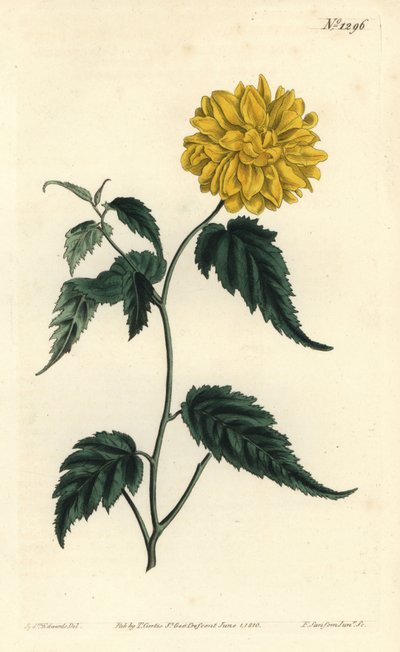 Corete du Japon by Sydenham Teast Edwards