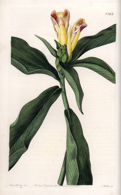 Costus variety by Sydenham Teast Edwards