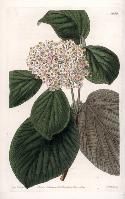 Cotton Viburnum. Handcoloured copperplate engraving from Sydenham Edwards