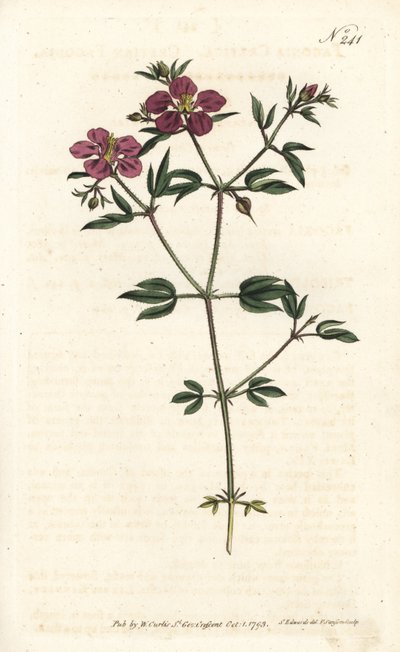 Cretian Fagonia by Sydenham Teast Edwards