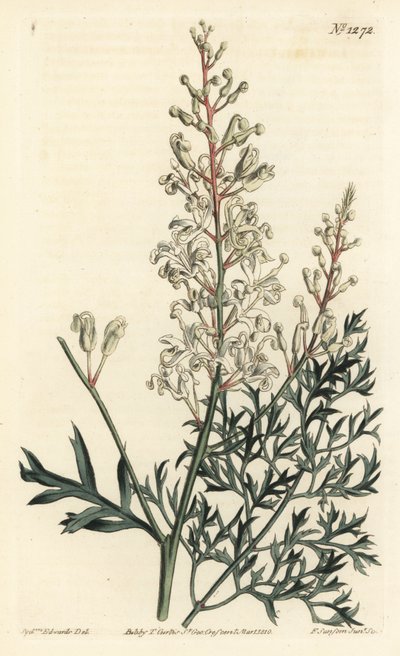 Crinkle bush or parsley fern (sulphur-wort-leaved lomatia), Lomatia silaifolia. by Sydenham Teast Edwards