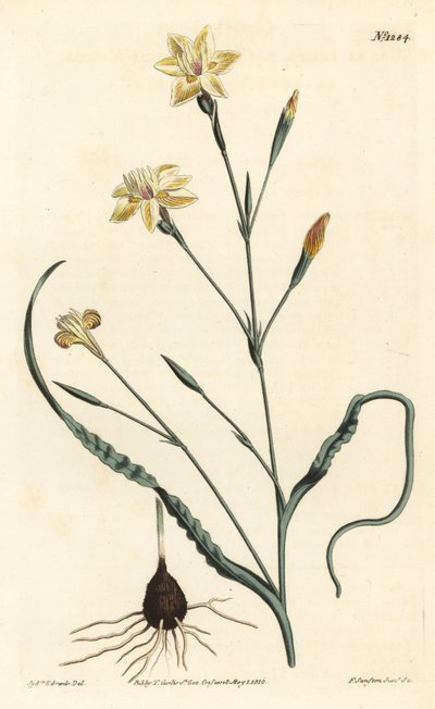 Curled leaved moraea, Moraea crispa by Sydenham Teast Edwards