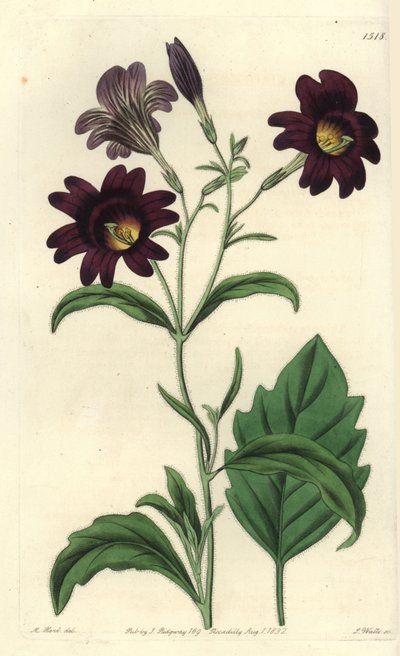 Curvy Salpiglossis - Painted Tongue by Sydenham Teast Edwards