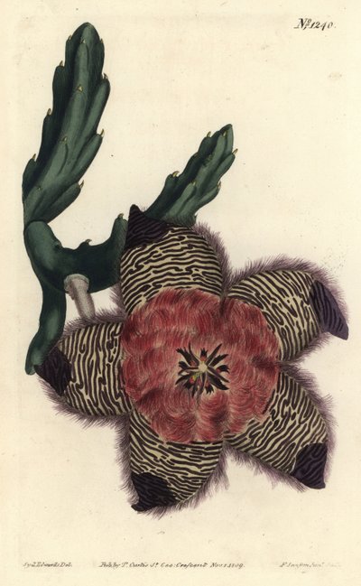 Cushioned Stapelia by Sydenham Teast Edwards
