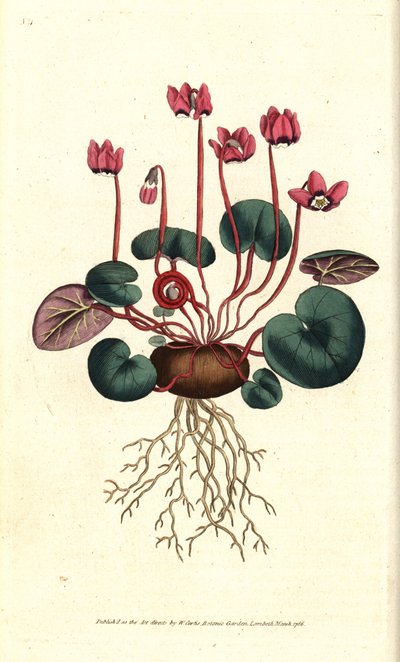 Round-leaved cyclamen, Cyclamen coum by Sydenham Teast Edwards
