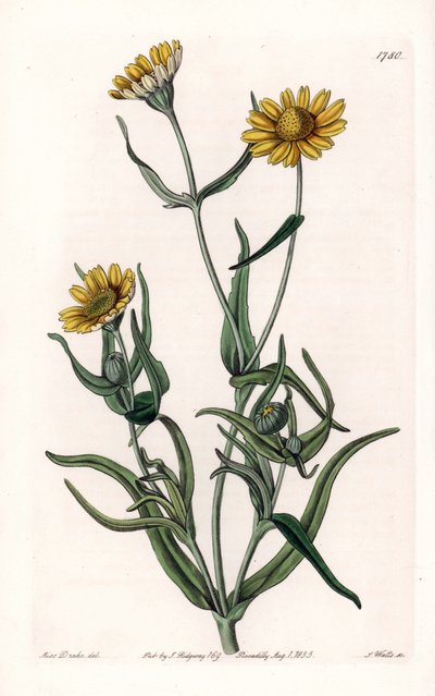 Daisy Variety 