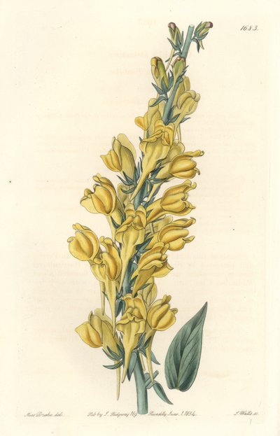Dalmatia Linar by Sydenham Teast Edwards