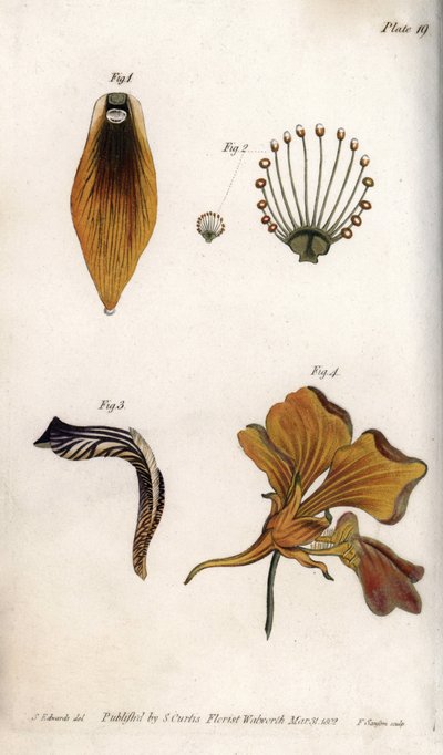 Detailed description of the stem and crown of the fritillary. Coloured copper engraving, illustration by Sydenham Edwards for Conferences of Botanical, Botanical Garden of Lambeth, England by Sydenham Teast Edwards