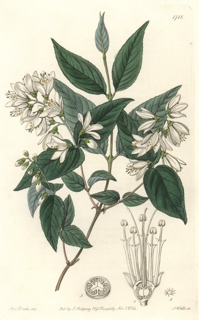 Deutzia Rude, Native of Japan by Sydenham Teast Edwards
