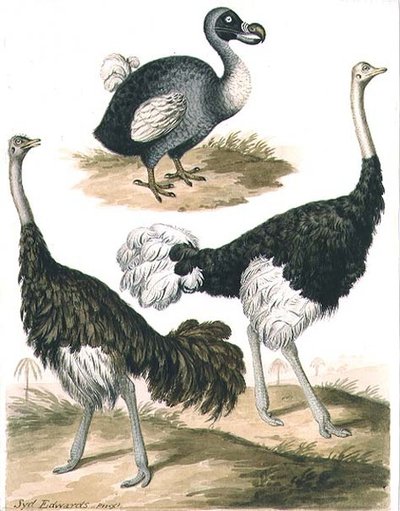 Dodo and Ostrich by Sydenham Teast Edwards