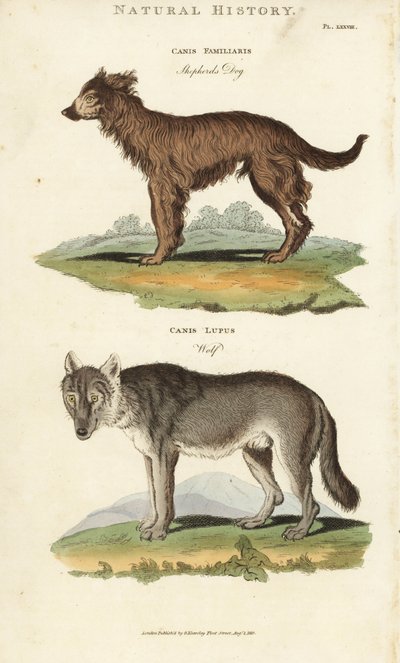 Dog and Wolf - Shepherd dog, Canis familiaris, and wolf, Canis lupus. by Sydenham Teast Edwards