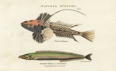 Dragonnet lyre and lancon equille - Common dragonet, Callionymus lyra, and lesser sand eel or sand lance, Ammodytes tobianus. by Sydenham Teast Edwards