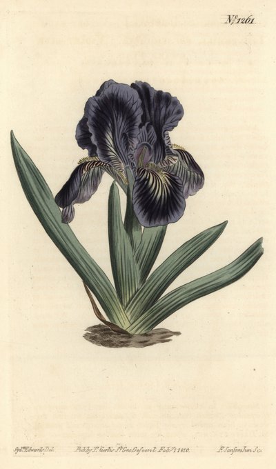 Dwarf Iris - Iris x binata (Purple-blue dwarf flag, Iris pumila var. violacea) by Sydenham Teast Edwards