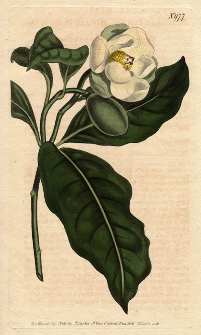 Dwarf Magnolia with White Flowers, Native to China and Java by Sydenham Teast Edwards