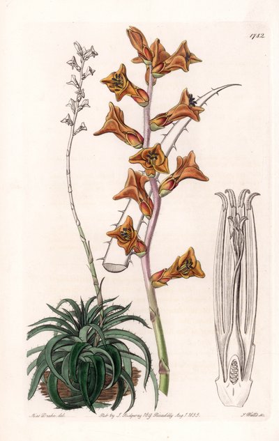 Dyckia, succulent plant with orange flowers, native of Brazil by Sydenham Teast Edwards