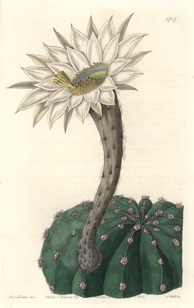 Echinocactus Eyriesii, Flowering Cactus, Native to Mexico - Strong Water by S. Watts from an Illustration by Sarah Anne Drake, from the Botanical Register by Sydenham Teast Edwards