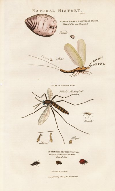 Economically Important Insects: Cochineal, Mosquito and Ladybird by Sydenham Teast Edwards