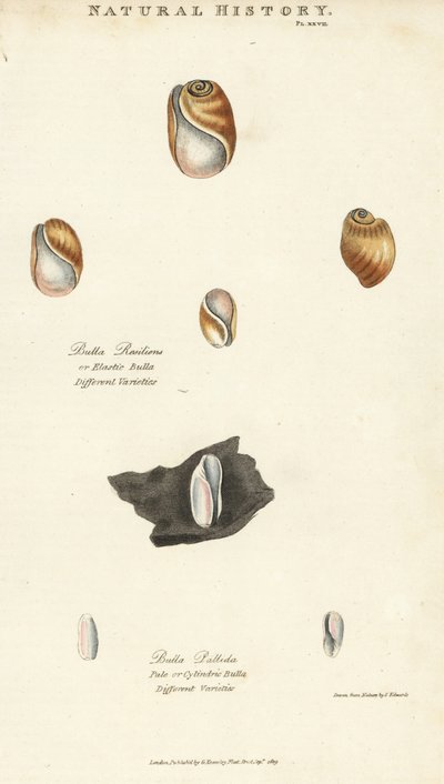 Elastic bula, Bulla resiliens, and pale or cylindric bulla, Bulla pallida. Illustration by Sydenham Edwards from John Mason Good
