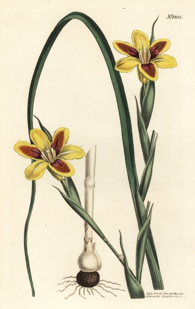 Elegant Moraea, Moraea elegans by Sydenham Teast Edwards