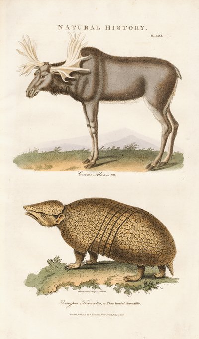 Elk and Three-banded Armadillo by Sydenham Teast Edwards
