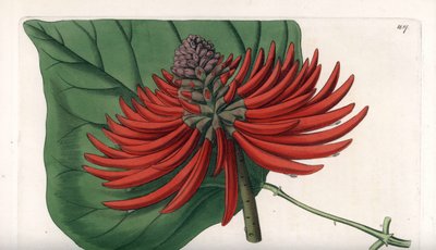 Erythrina Variete by Sydenham Teast Edwards