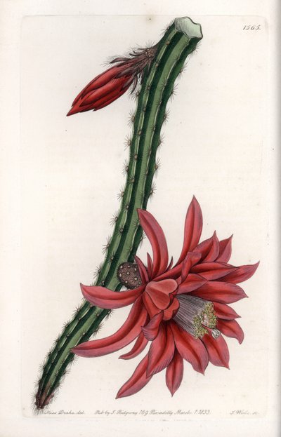 Escalating Cactier by Sydenham Teast Edwards