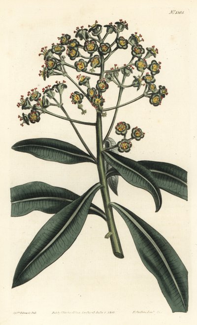 Honey spurge or honey-bearing euphorbia, Euphorbia mellifera by Sydenham Teast Edwards