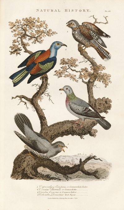 European Bird Species on Trees by Sydenham Teast Edwards