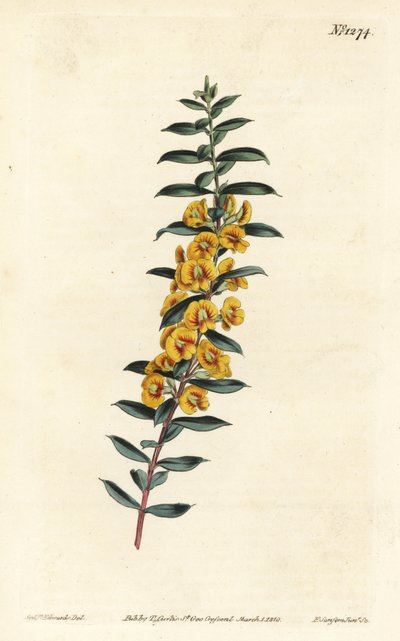 Eutaxia myrtifolia (Cross-leaved dillwynia, Dillwynia obovata). Handcoloured copperplate engraving by F. Sansom Jr. after an illustration by Sydenham Edwards from William Curtis