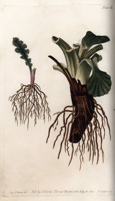 Fibrous Roots of Common Senecon and Large Plantain by Sydenham Teast Edwards