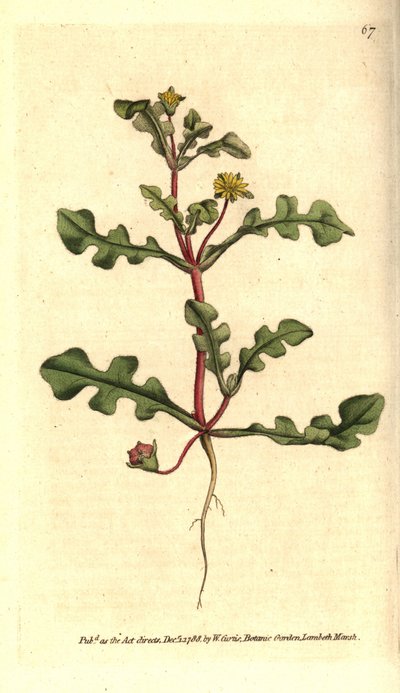 Jagged-leaved Fig Marigold by Sydenham Teast Edwards